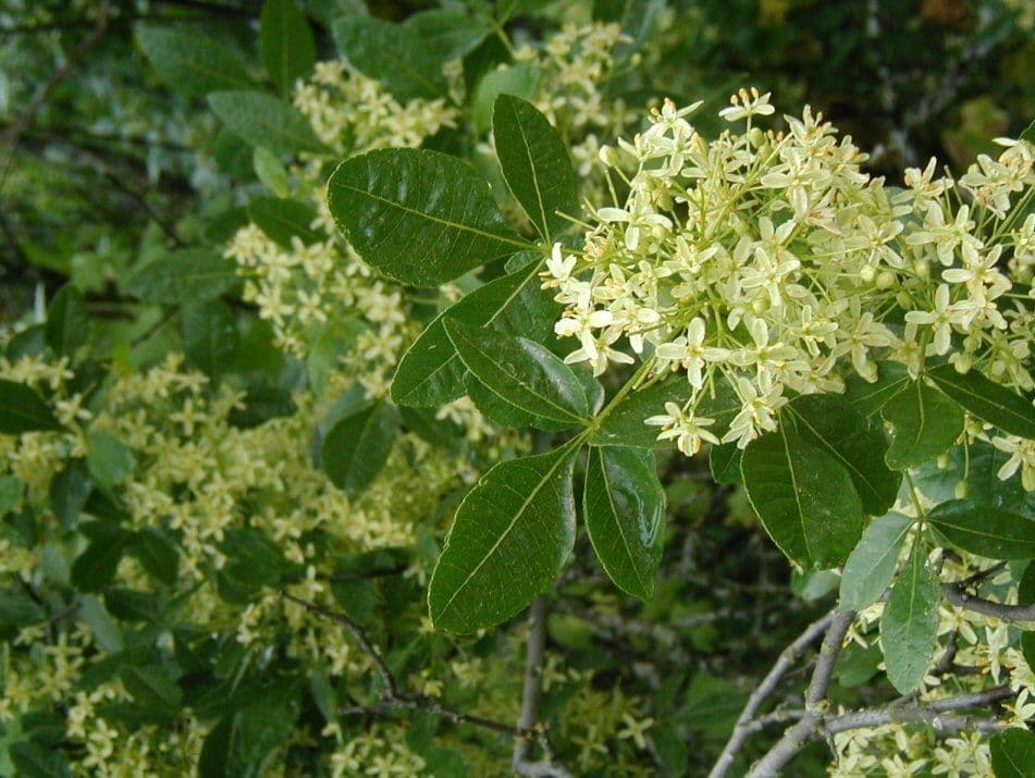 Ptelea crenulata 14