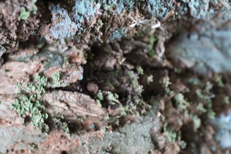 Platymiscium trojlisté 5