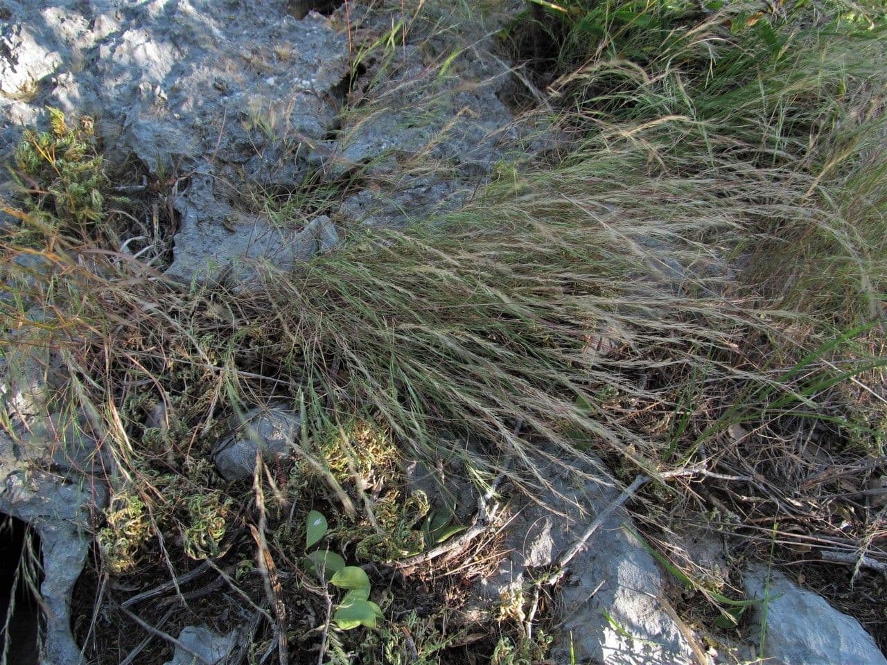 Aristida