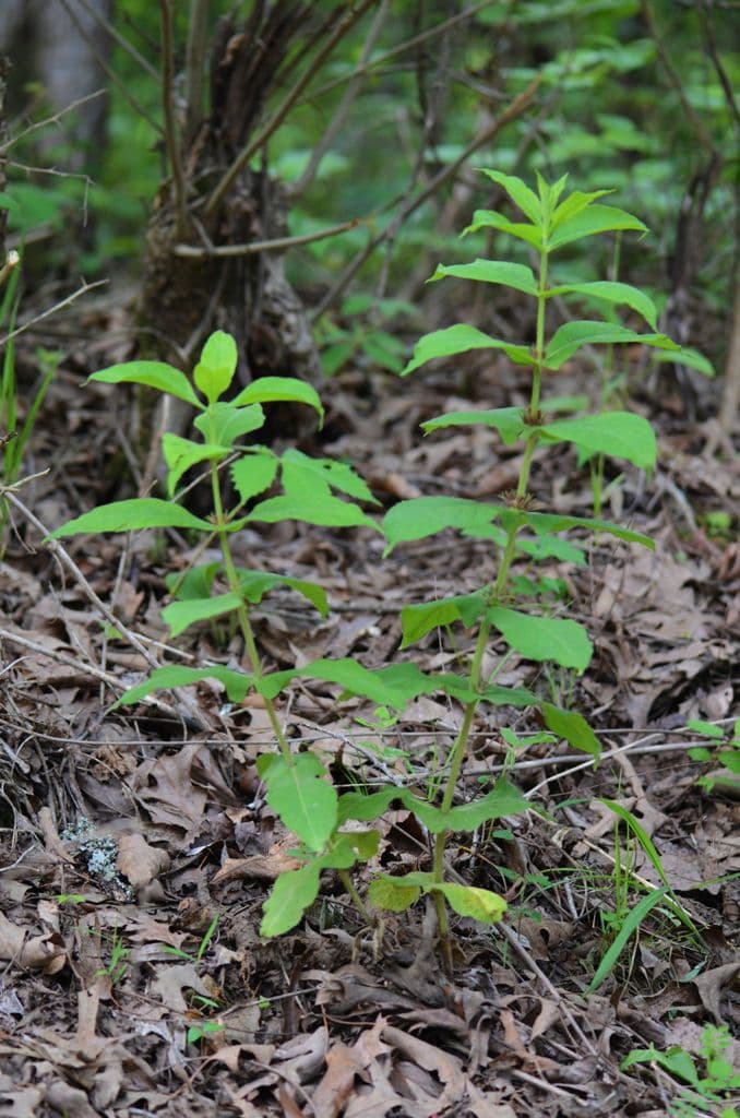 Triosteum perfoliatum 13