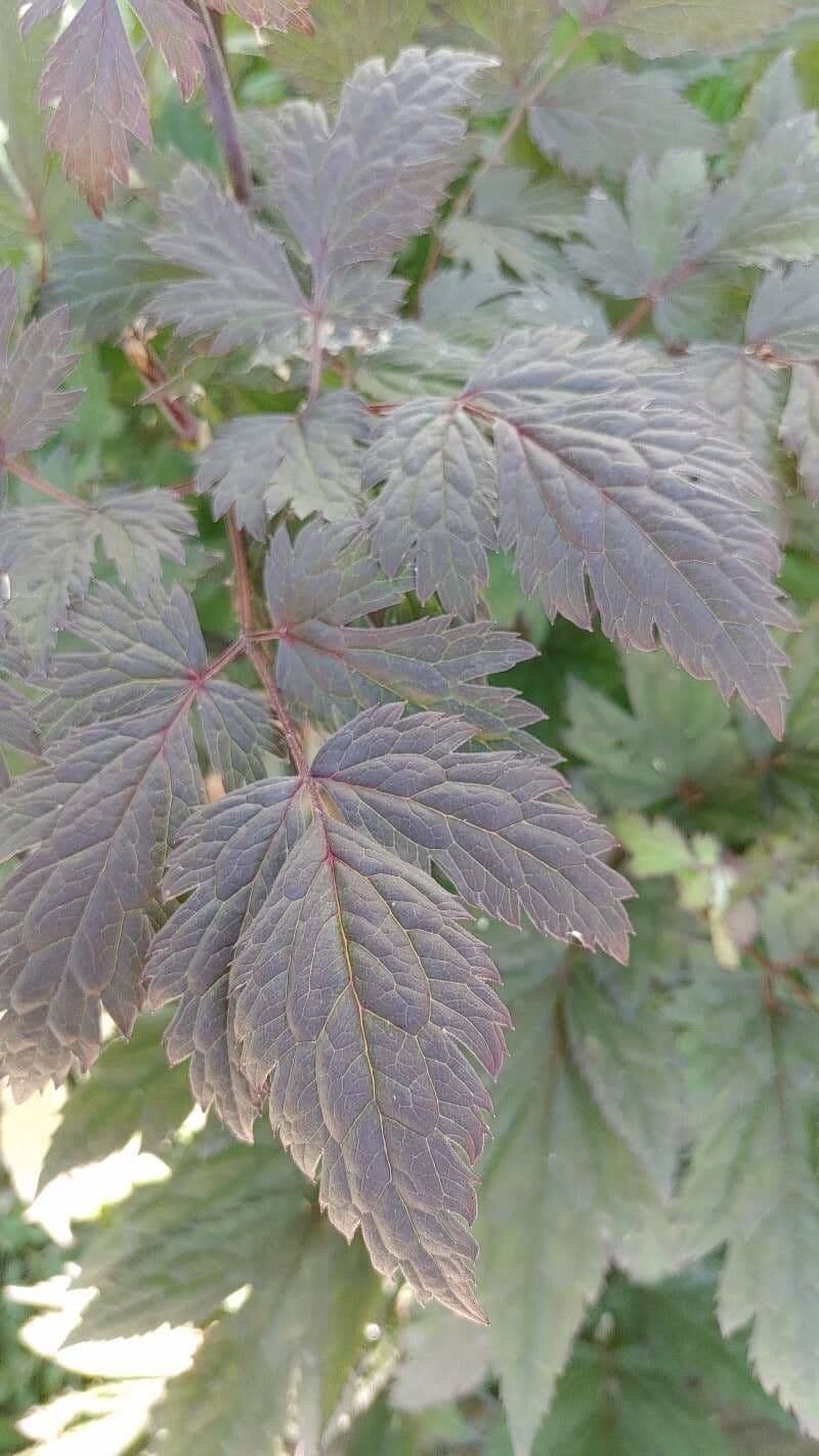Actaea alta 13