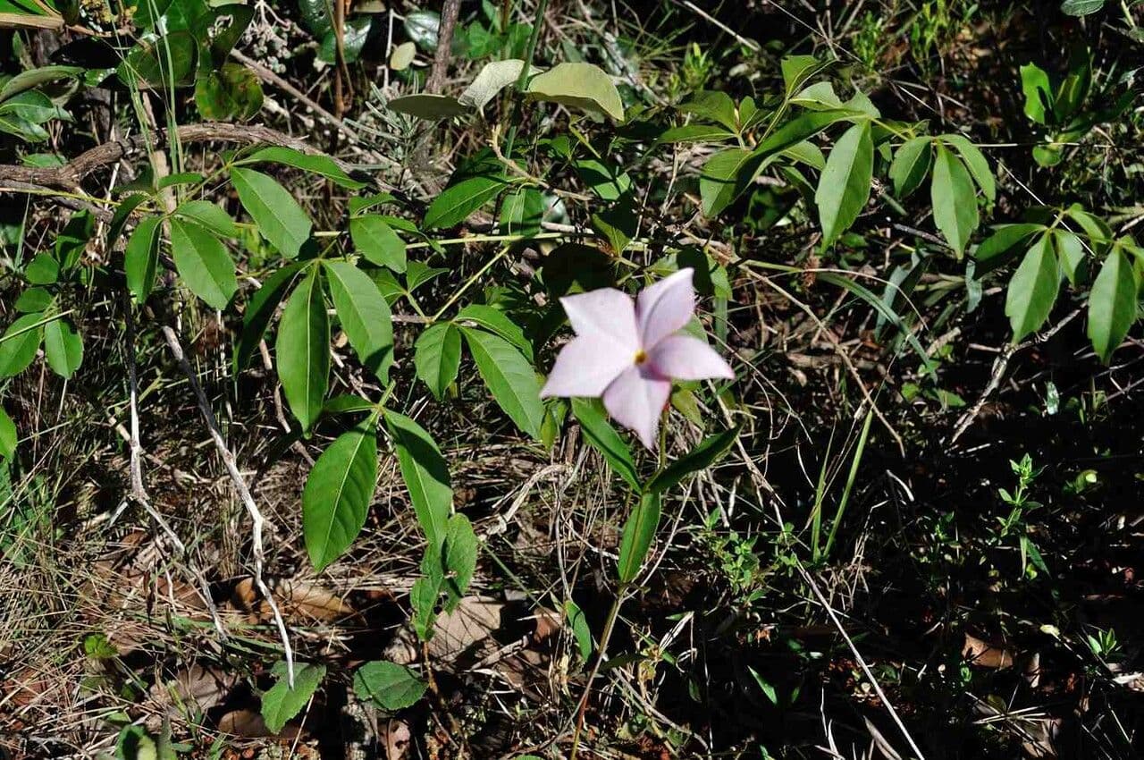 Mandevilla 7