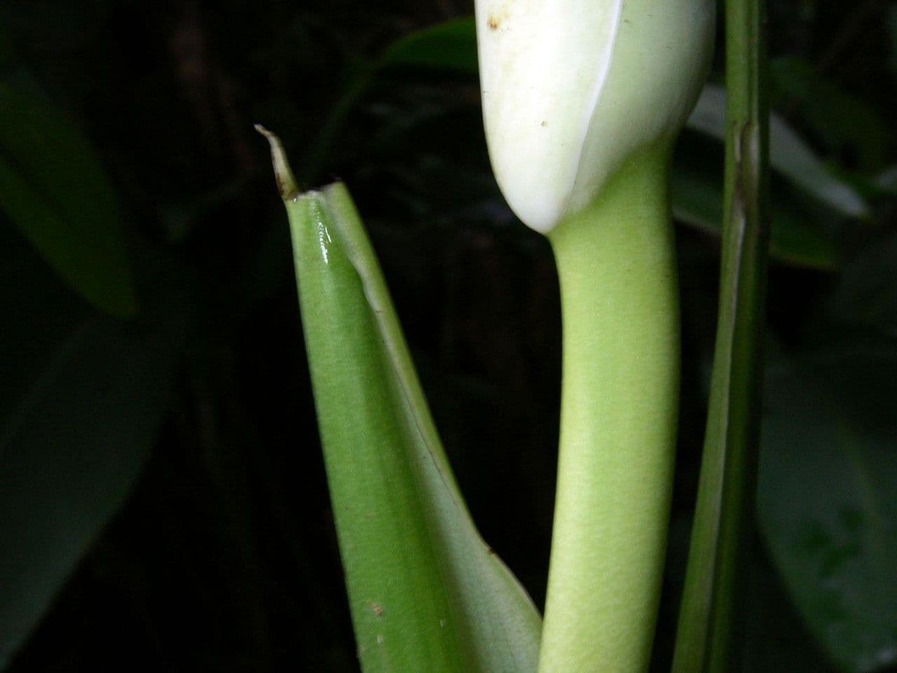 Monstera 2