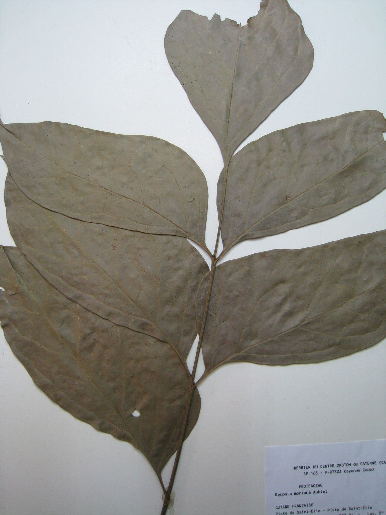 Roupala 12