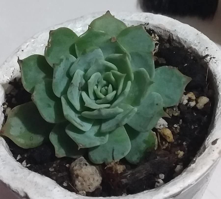 Echeveria elegante 29