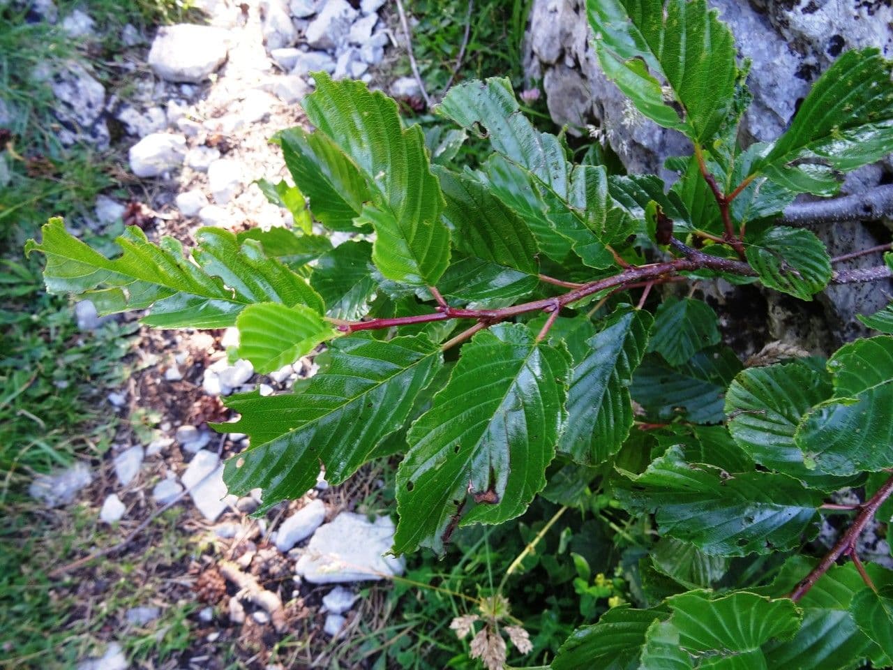 Řešetlák alpský 18