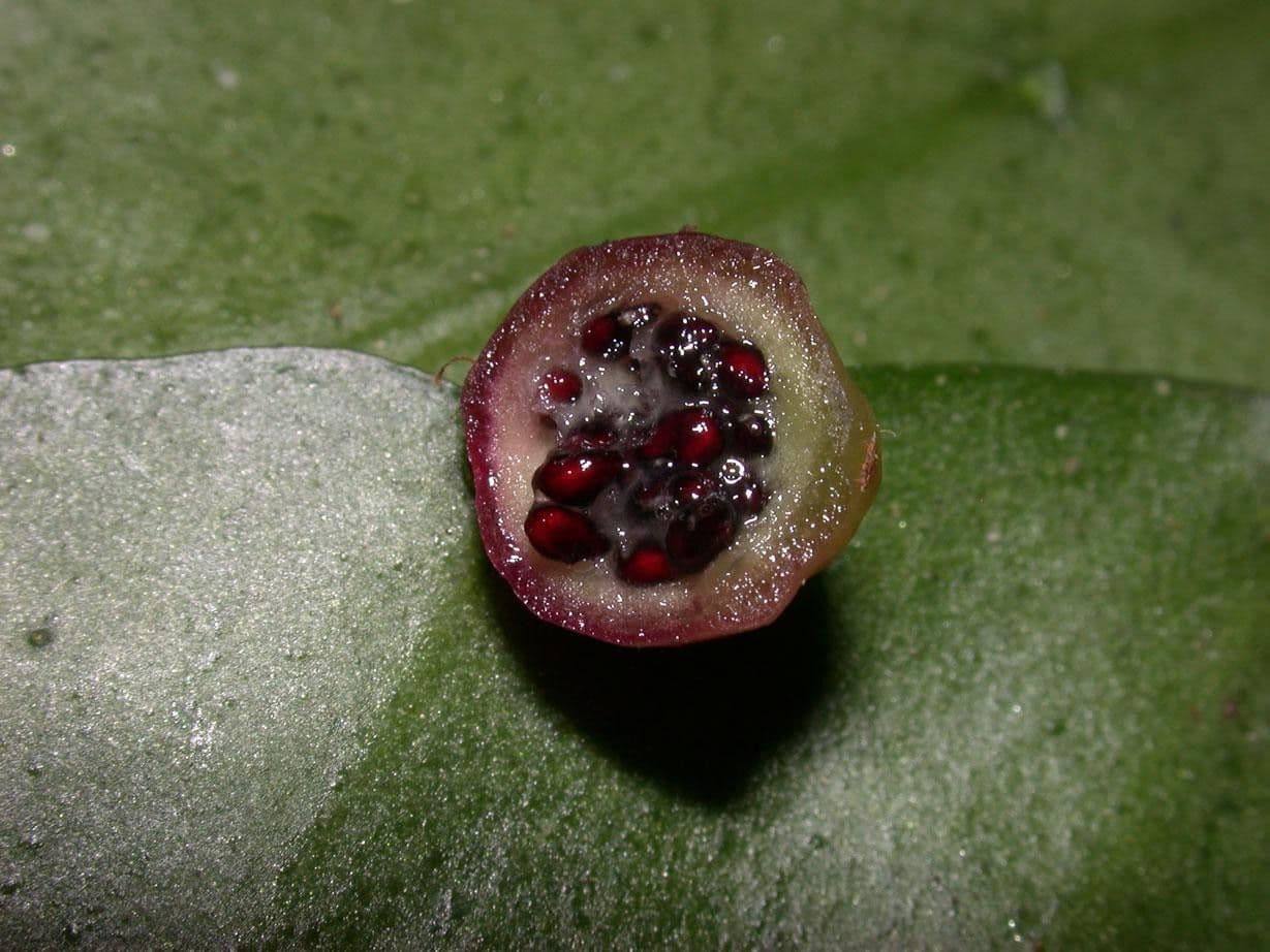Pseudorhipsalis 7