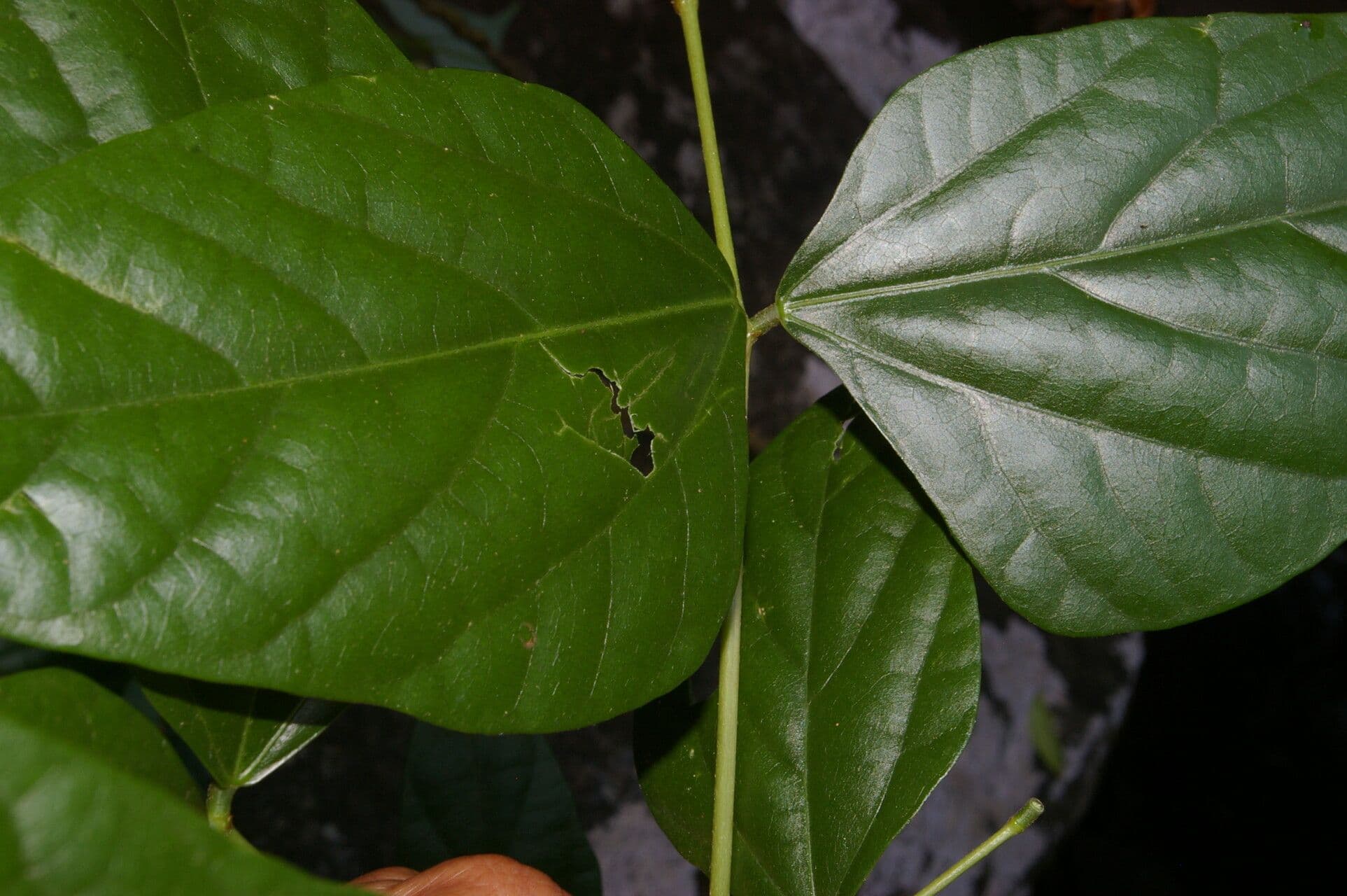 Erythrina kopinatá 8