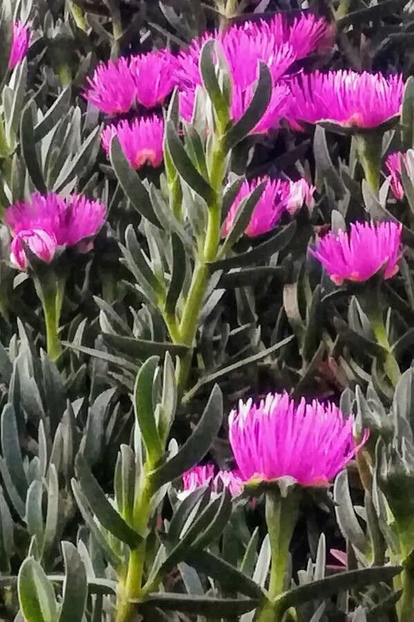 Fico degli Ottentotti 13