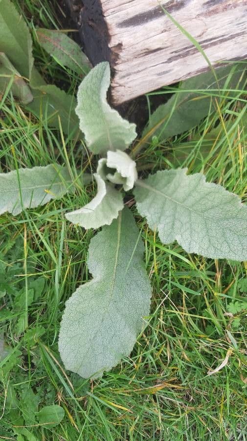 Verbasco phlomoides 2