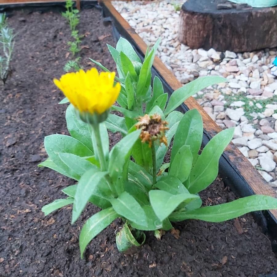 Acker-Ringelblume 16