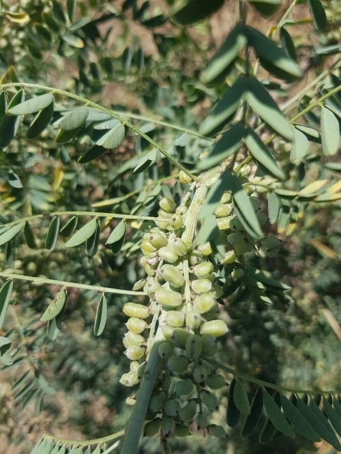 Indigofera 14