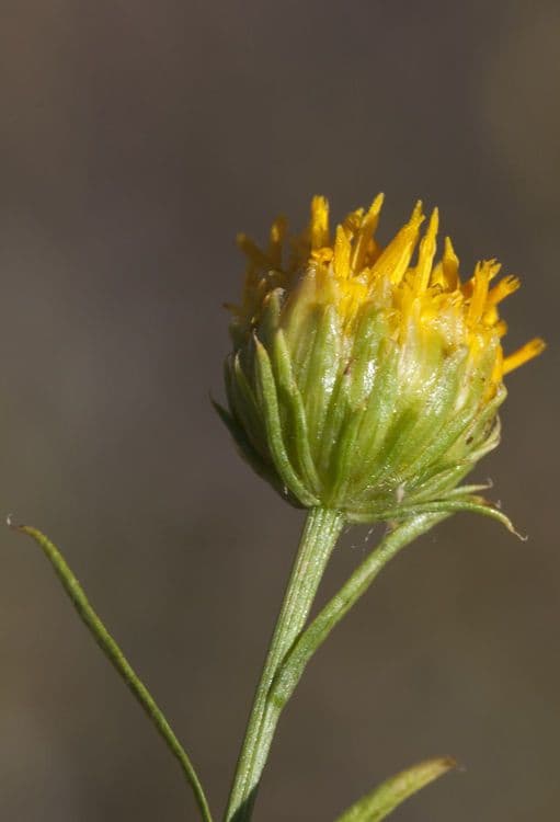Gelber Aster