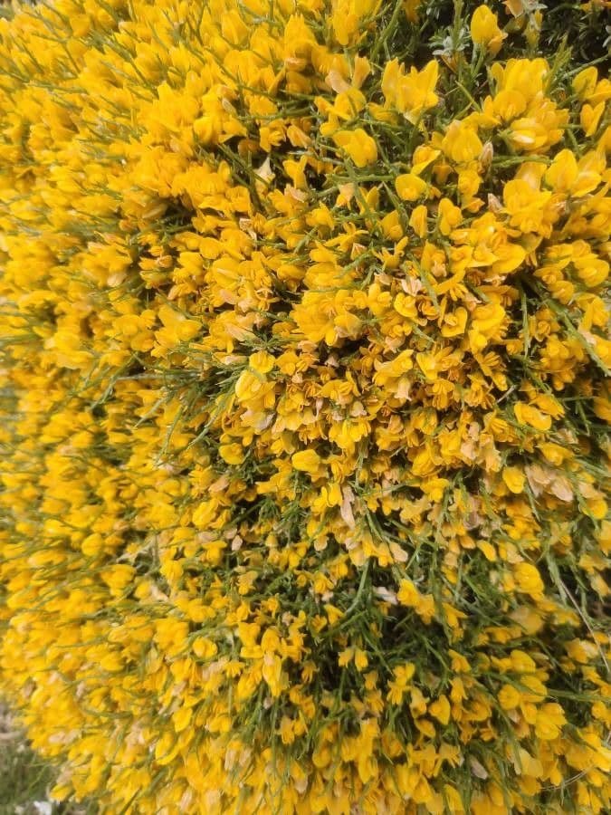 Gorse 3