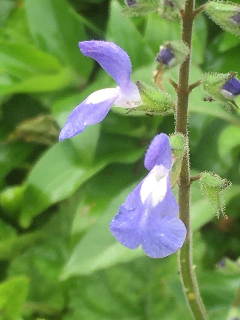Salvia 2