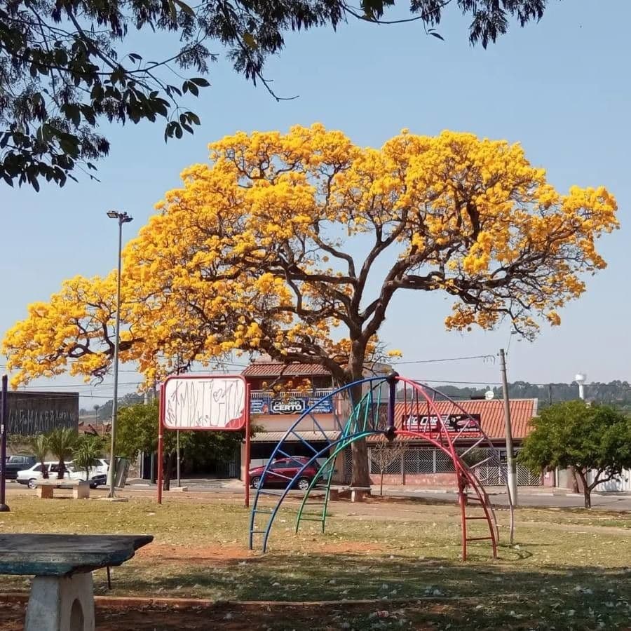 Lapacho giallo 9