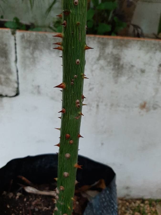 Ceiba