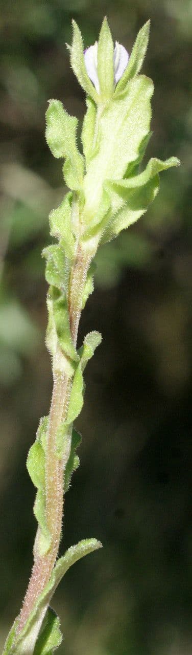 Legousia hybrida 18