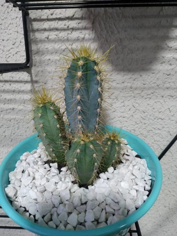 Pilosocereus pachycladus 13