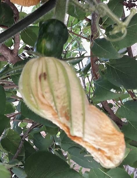 Bitter bottle gourd 6