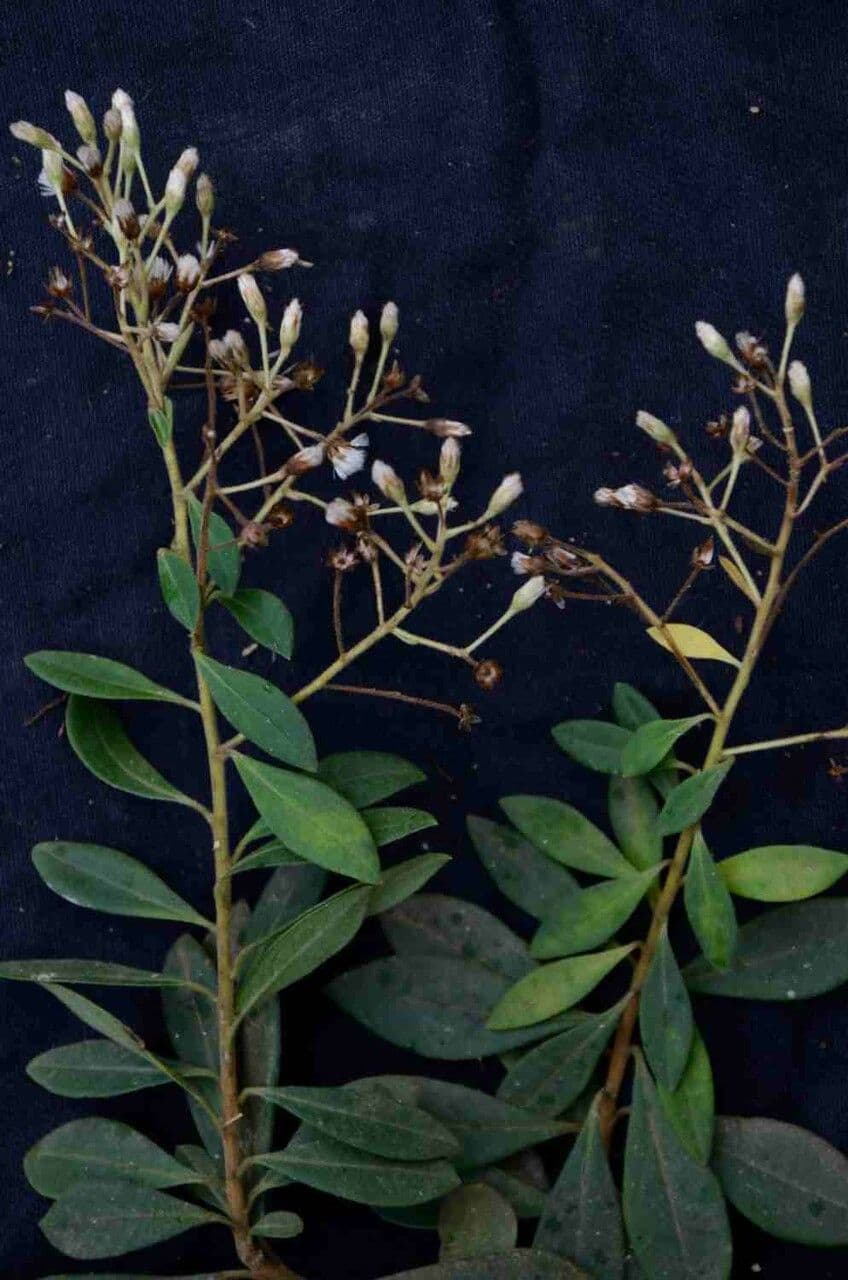 Baccharis 5