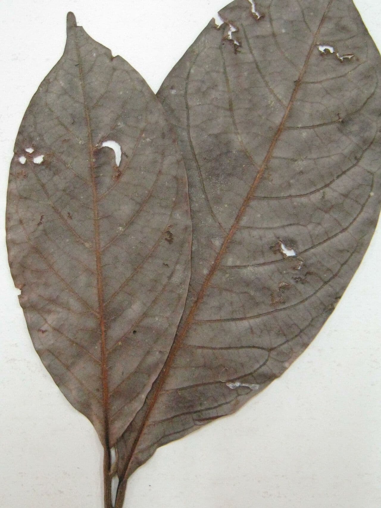 Ocotea tomentosa 8