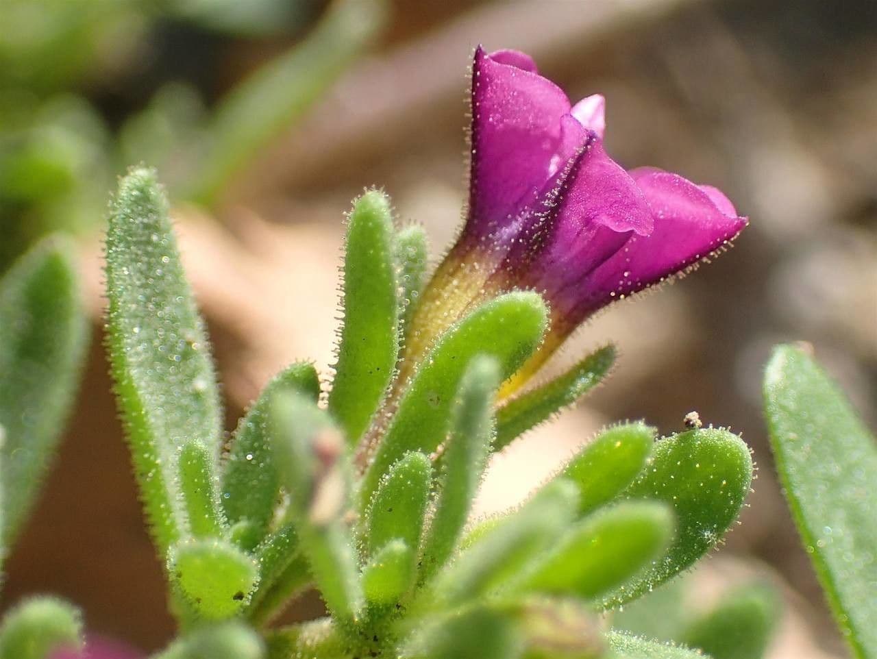 Kleinblütige Kalibrachoa 7