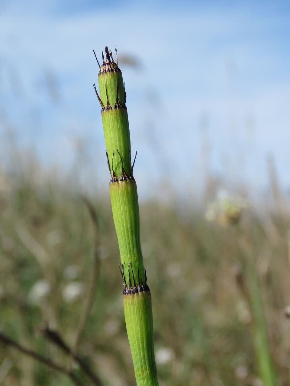 Prêle rameuse 25