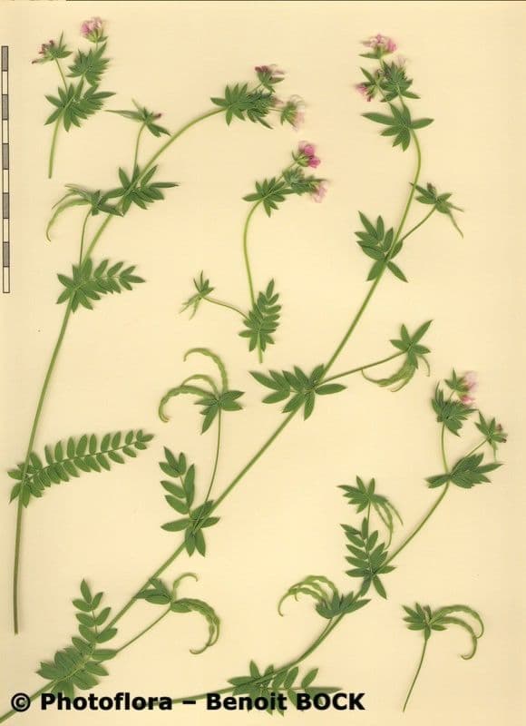 Seradela 24