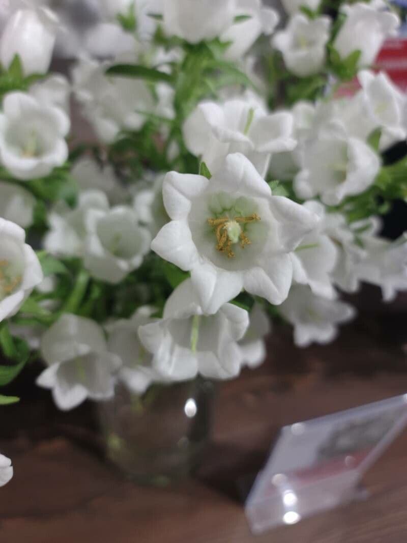 Campanula lanata 3