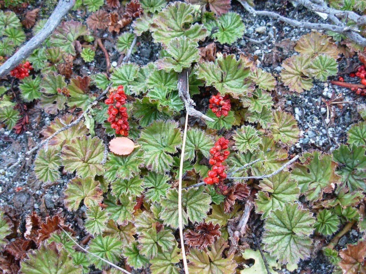 Magellan-Gunnera
