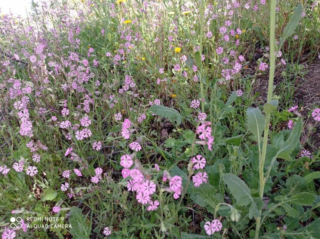 Silene 12