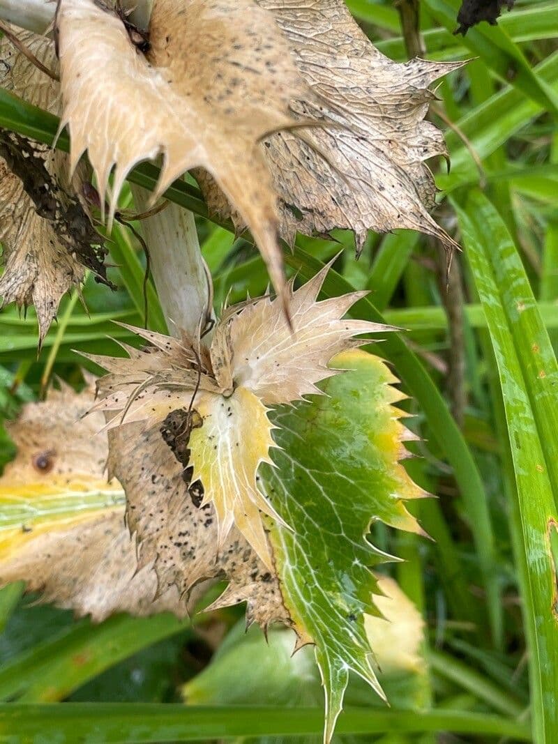 Panicaut géant 20