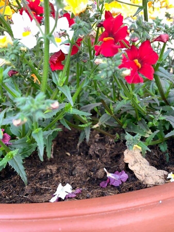 Nemesia 13