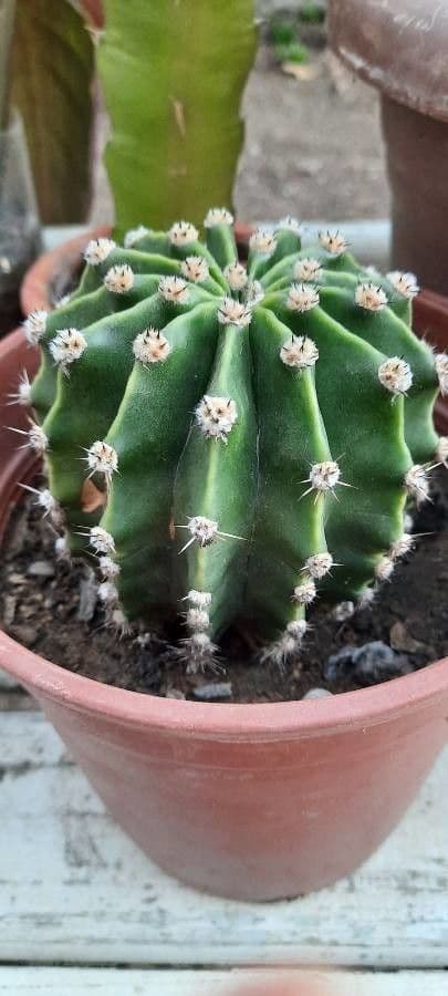 Echinopsis 15