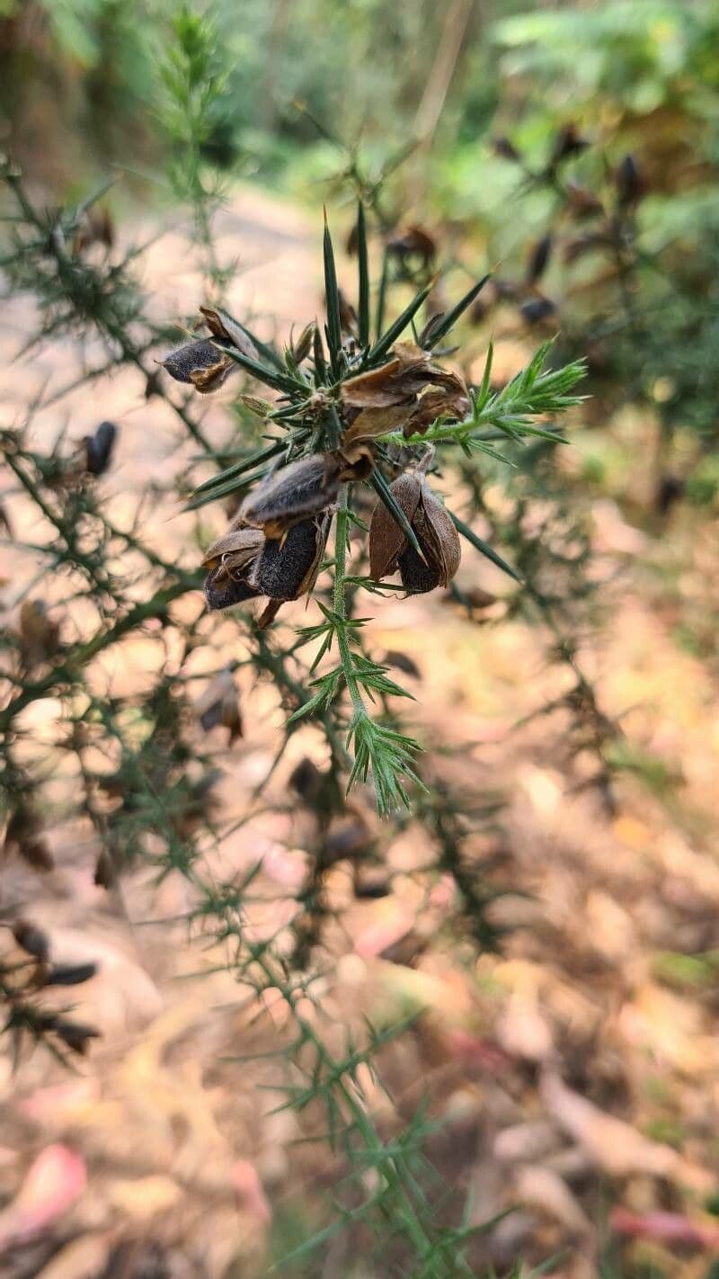 Ginestrone minore 4