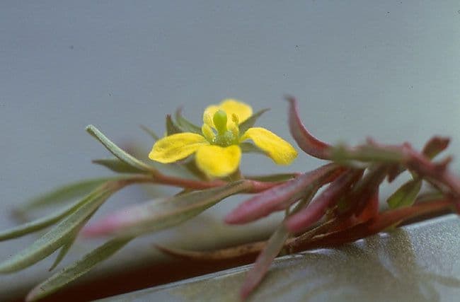 Ludvigia marittima 3