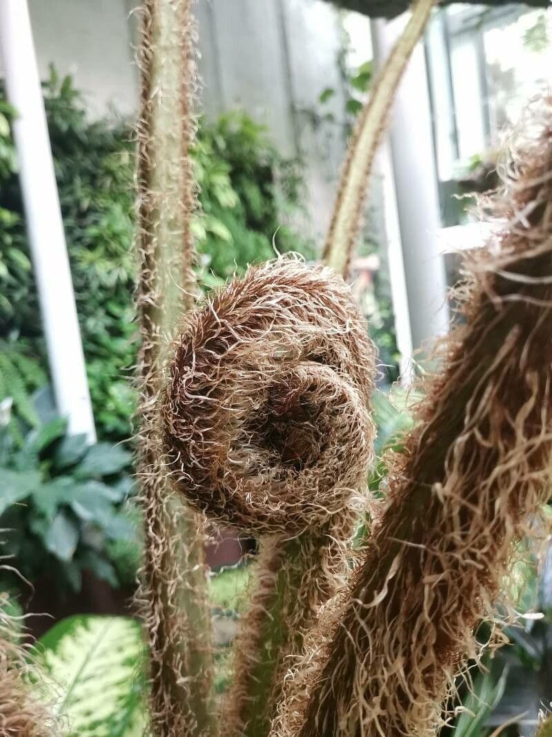 Sphaeropteris 15