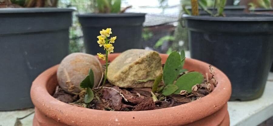 Trichocentrum 3