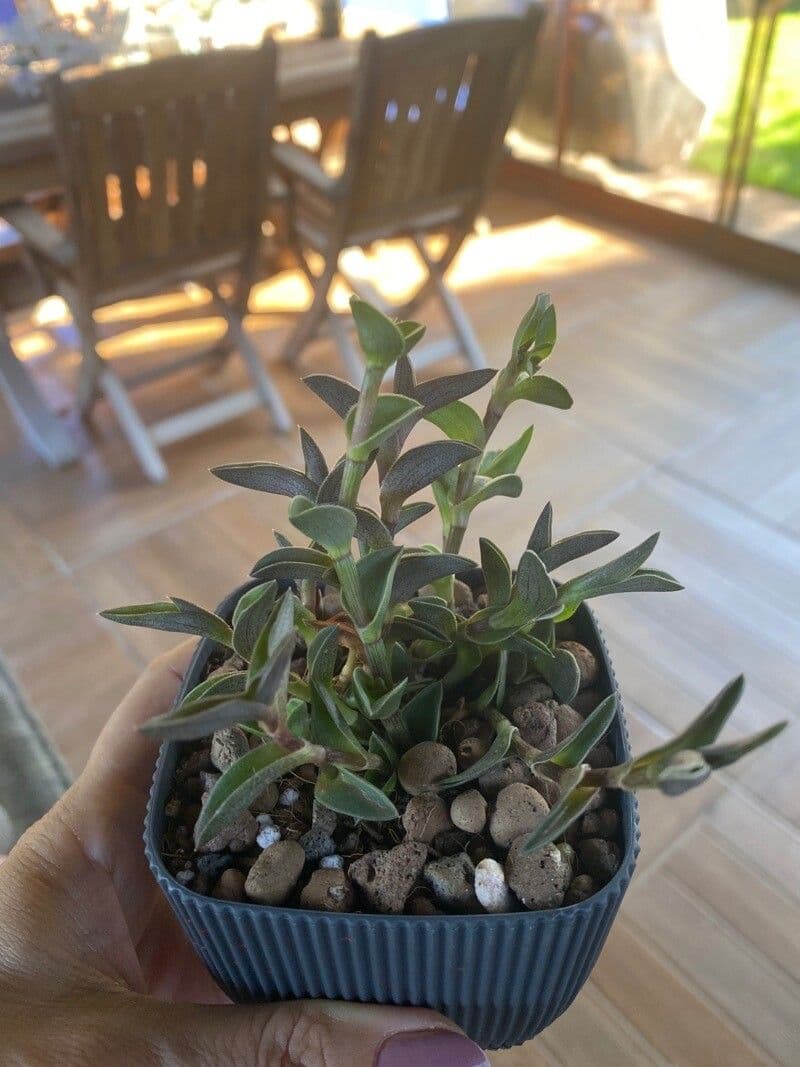 Callisia 5