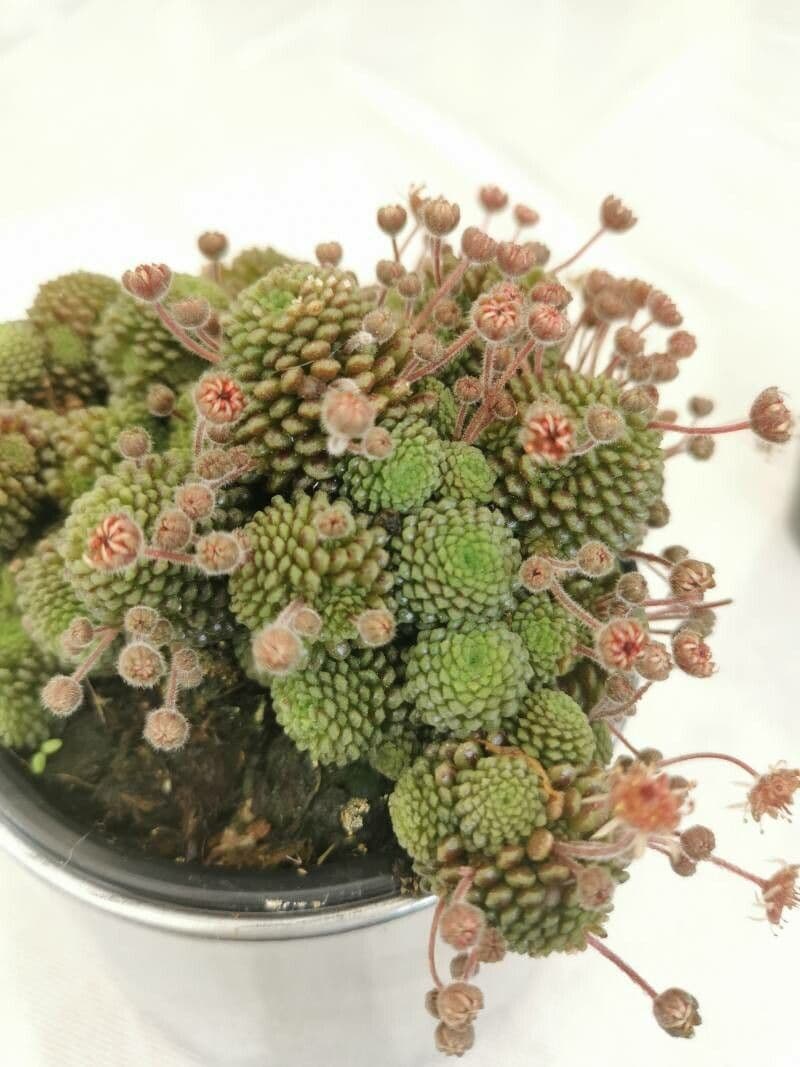 Vielblättrige Monanthes 2