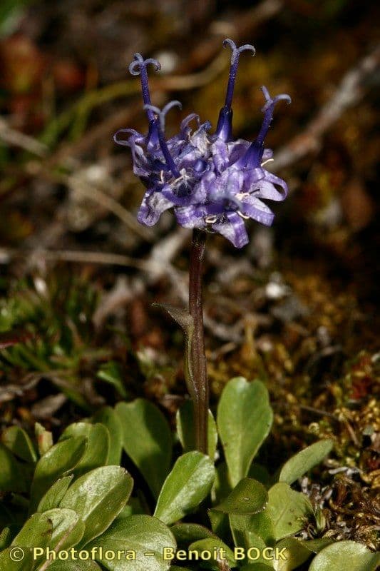 Phyteuma globulariifolium 17