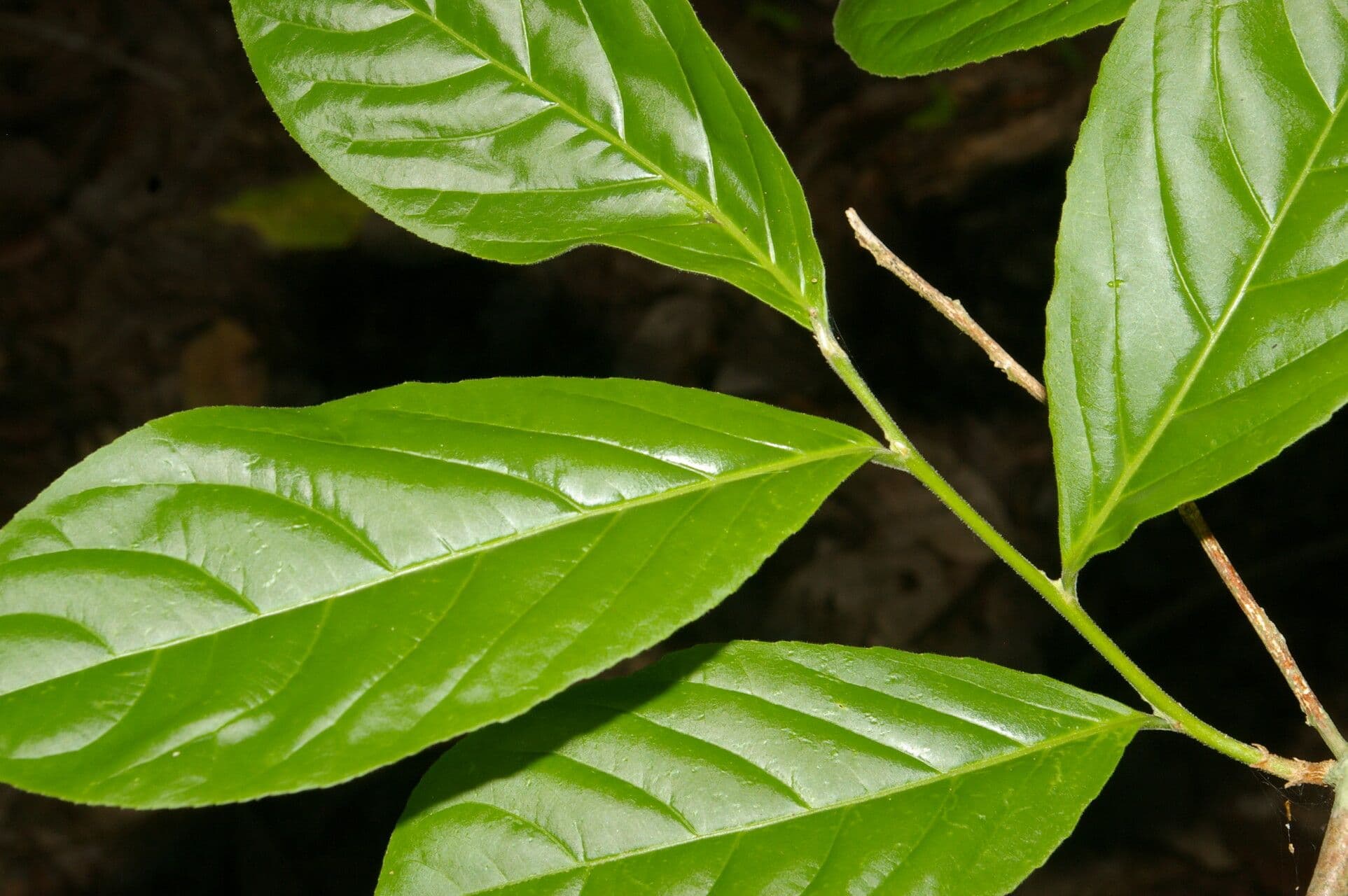 Casearia 2