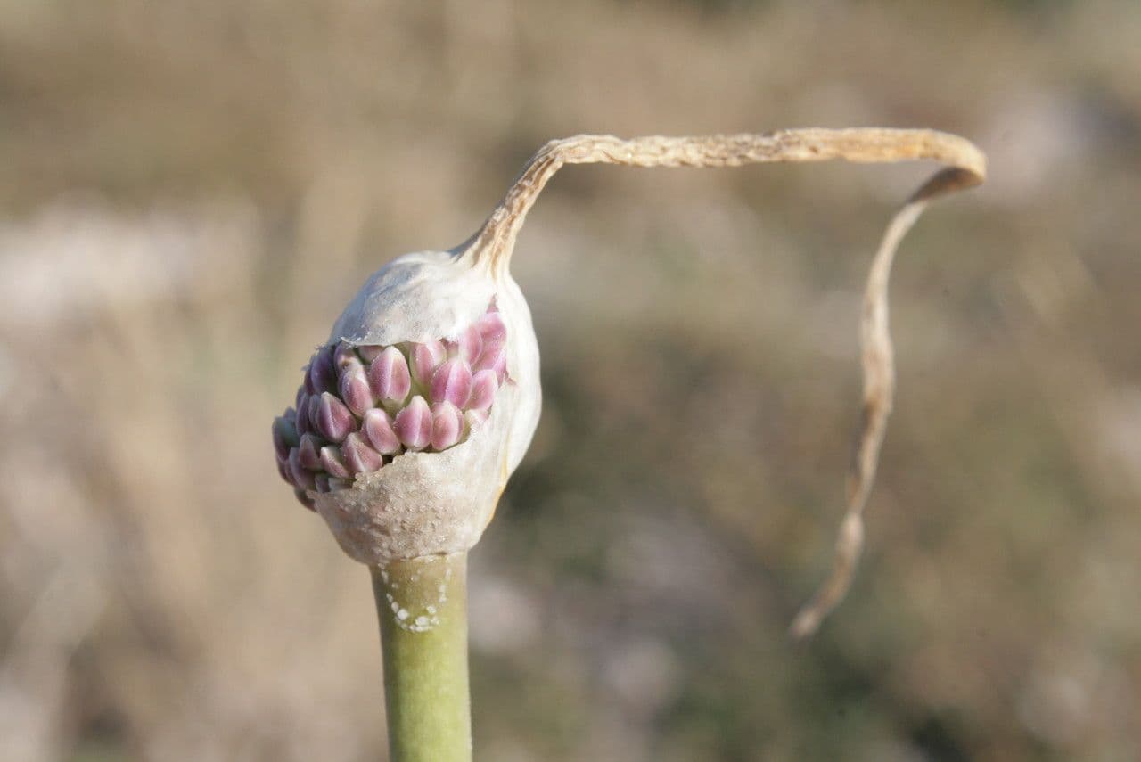 Aglio marino 9