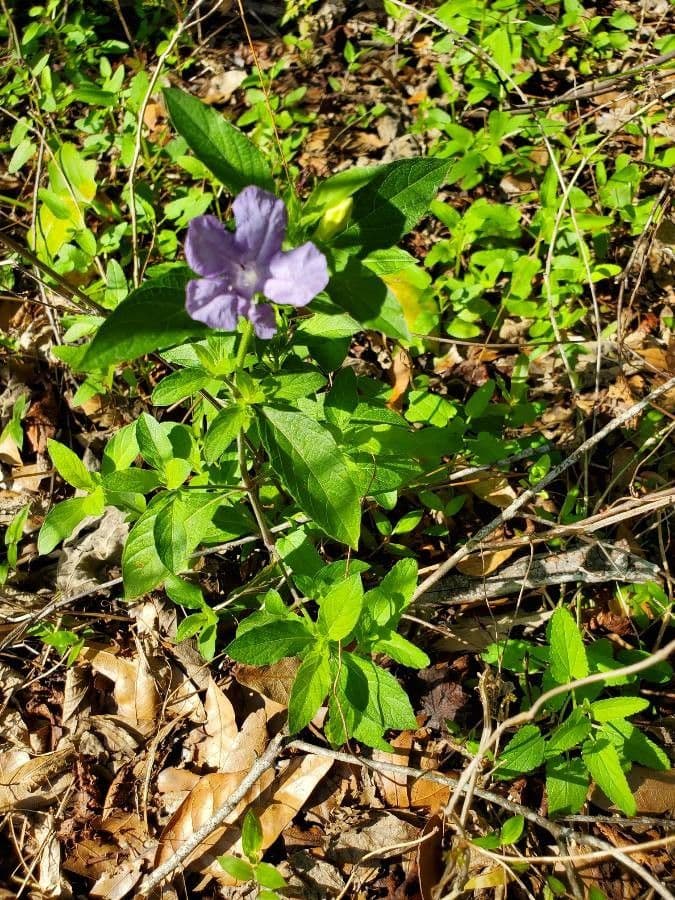 Thunbergia 15