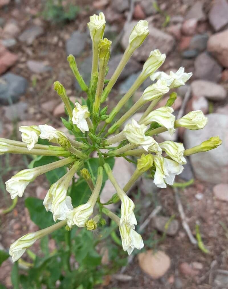 Nicotiana