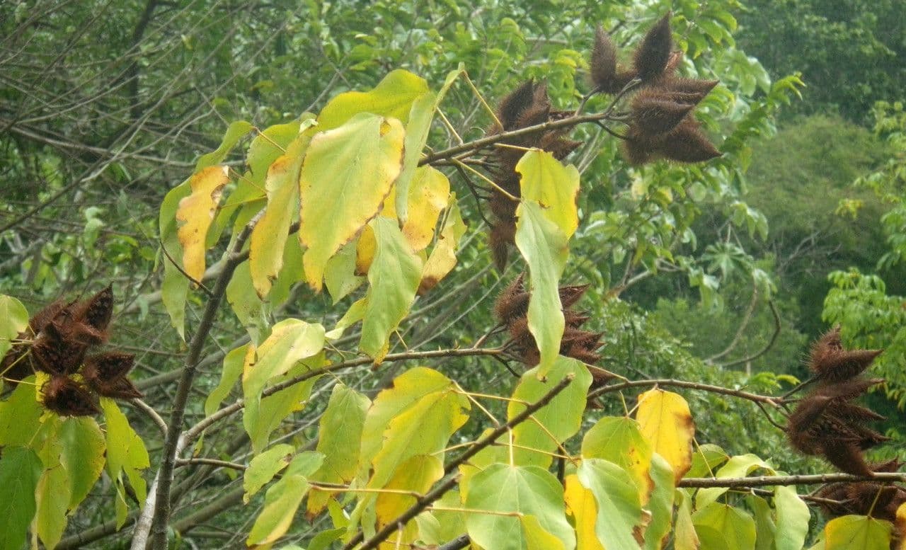 Achiote 29