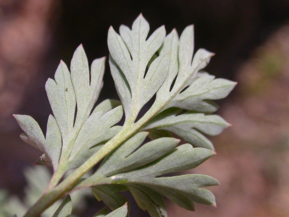Fumaria gialla 15