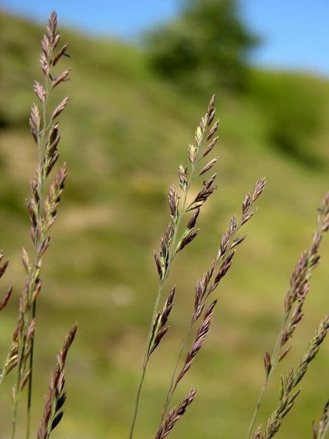 Festuca ovina