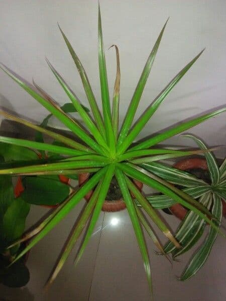 Pandanus 14
